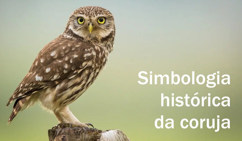 coruja simbolo historico sabedoria inteligencia leitura livro